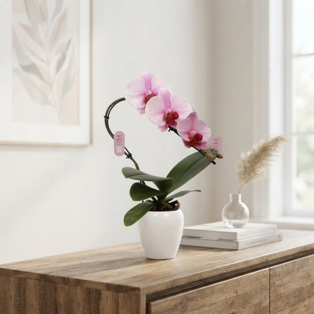 Pink Phalaenopsis Orchid – 7cm Ceramic Pot