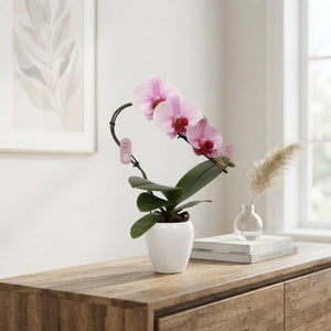 Pink Phalaenopsis Orchid – 7cm Ceramic Pot