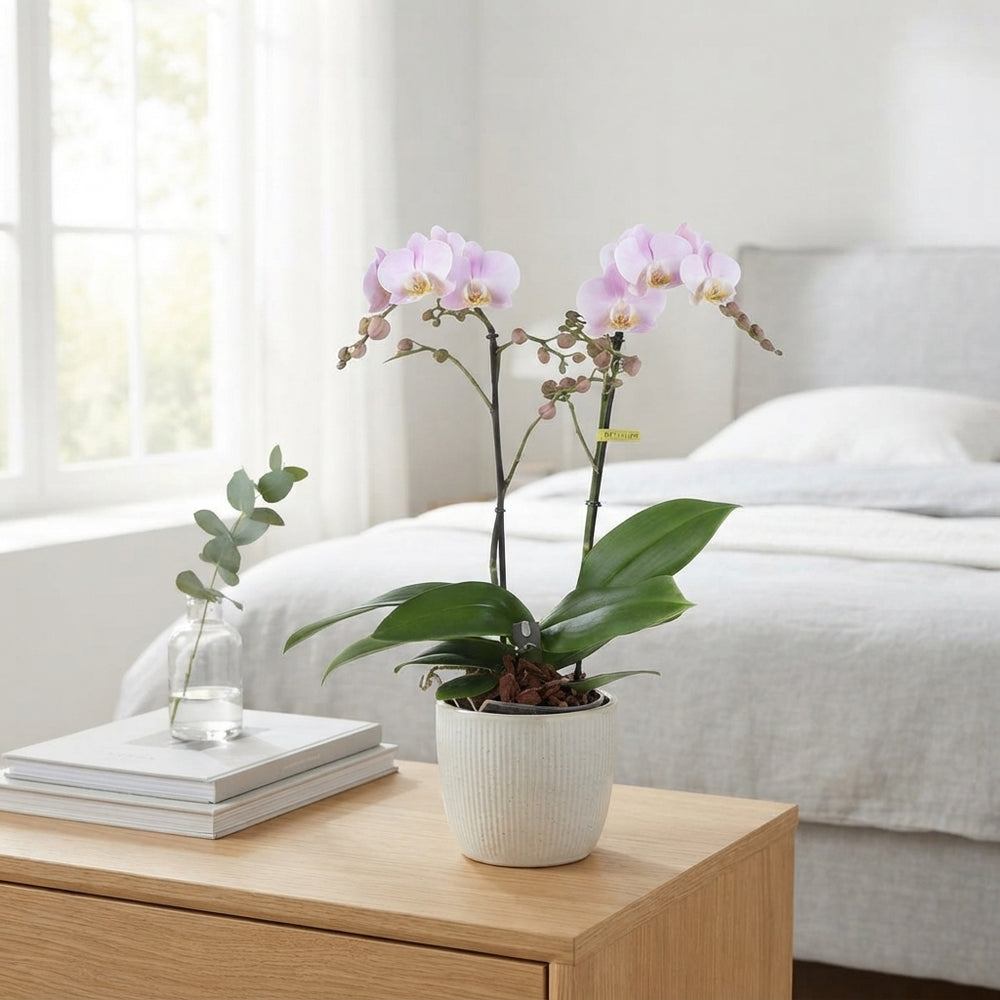 Mixed Phalaenopsis Orchid – 2 Stem, 12cm Pot