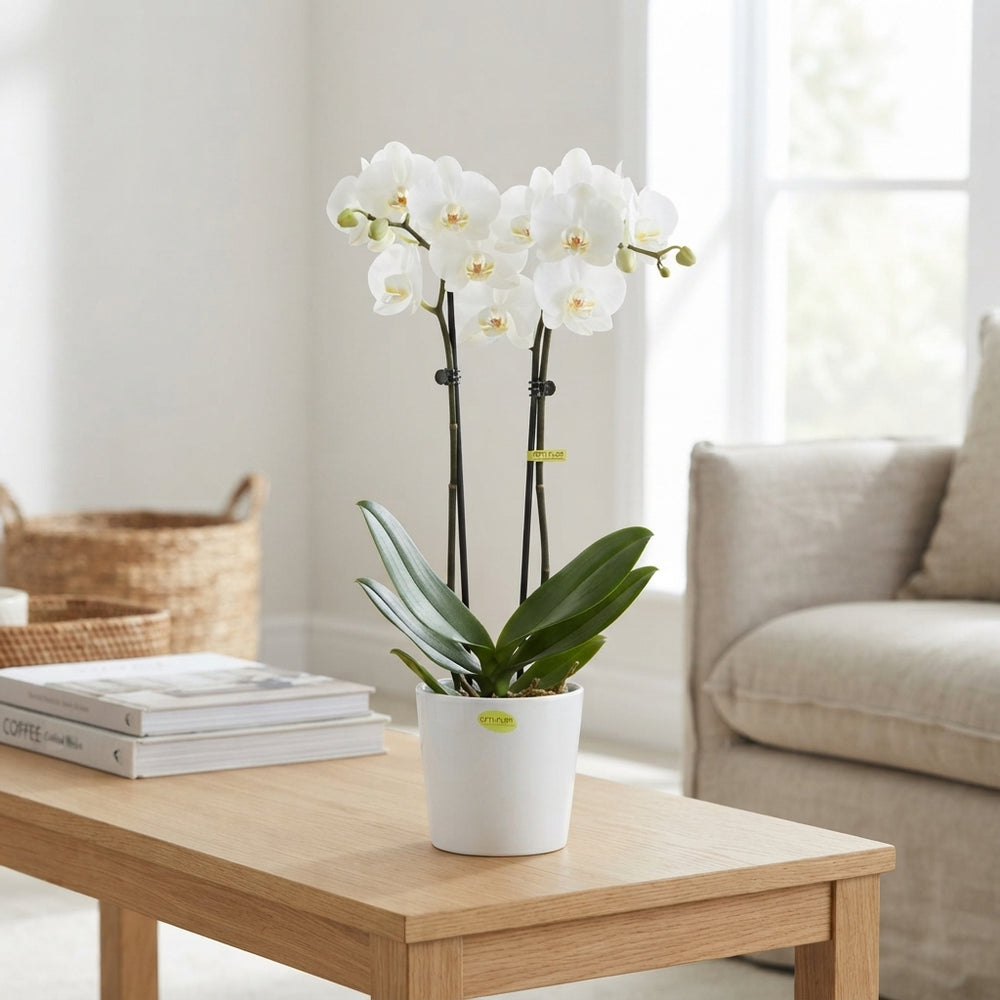 White Phalaenopsis Orchid – 12cm Pot, 55cm High