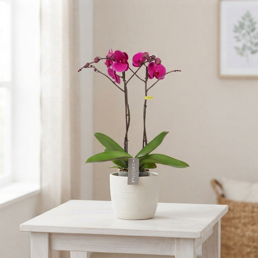 Mixed Phalaenopsis Orchid – 12cm Pot, 50cm High