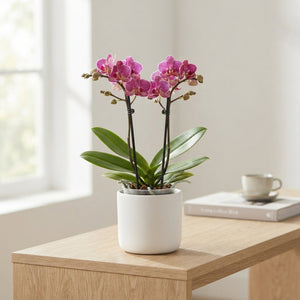 Mixed Phalaenopsis Orchid – 12cm Pot, 40cm High