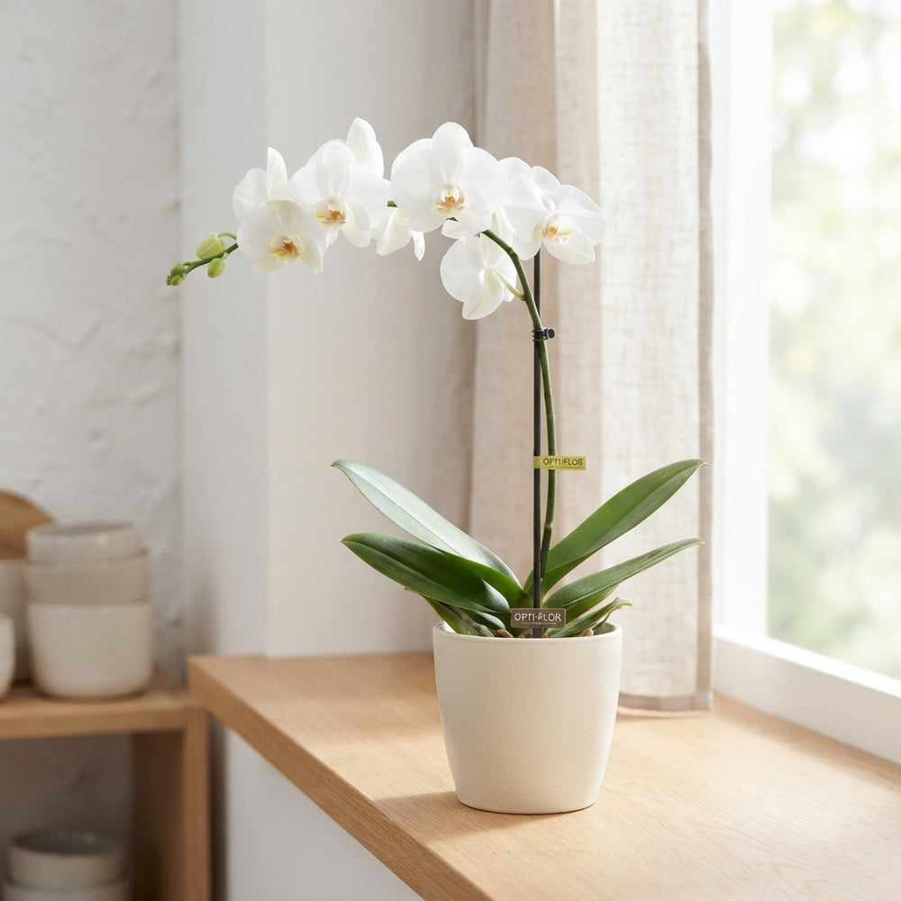 White Phalaenopsis Orchid – 12cm Pot, 40cm High