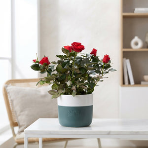 Red Rose Plant in Ceramic Pot – 12cm