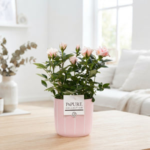 Mixed Rose in Ceramic Pot – 12cm Pot