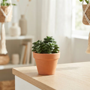 Crassula ‘Spring Time’ Succulent – 8.5cm Pot