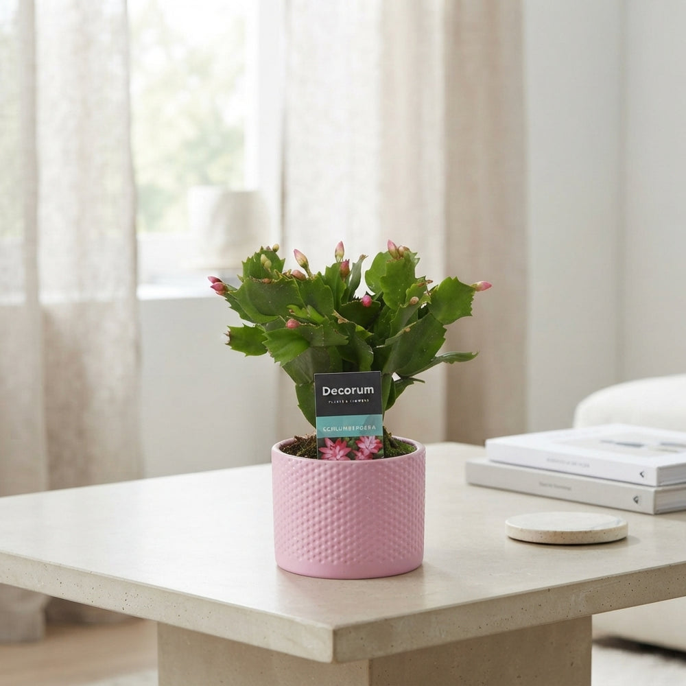 Mixed Schlumbergera Christmas Cactus – 9cm Pot
