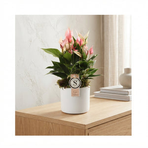 White Anthurium ‘Bari’ – 12cm Pot, 40cm High