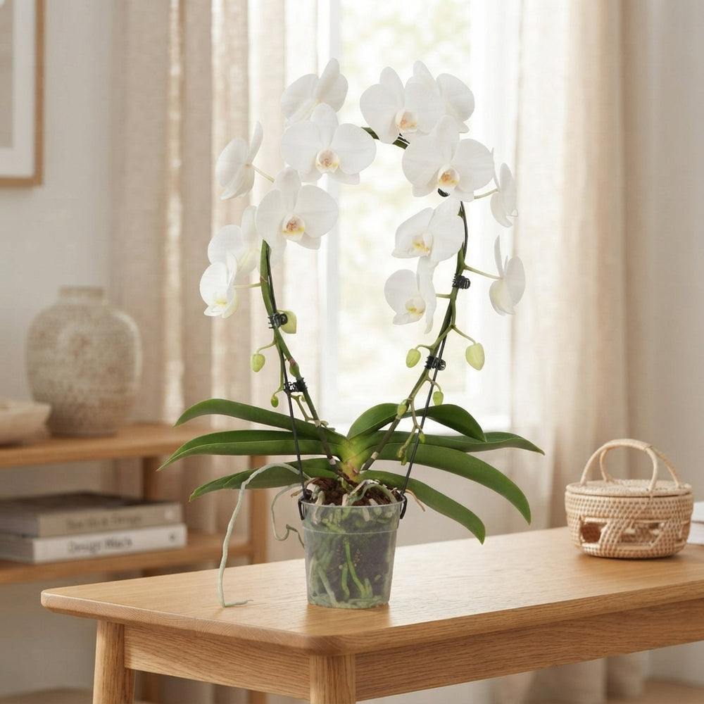 White Phalaenopsis Orchid – 2 Stem, 12cm Pot