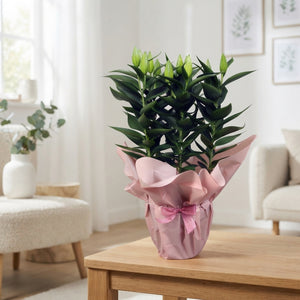 Pink Oriental Lily ‘Rondella’ – 19cm Pot