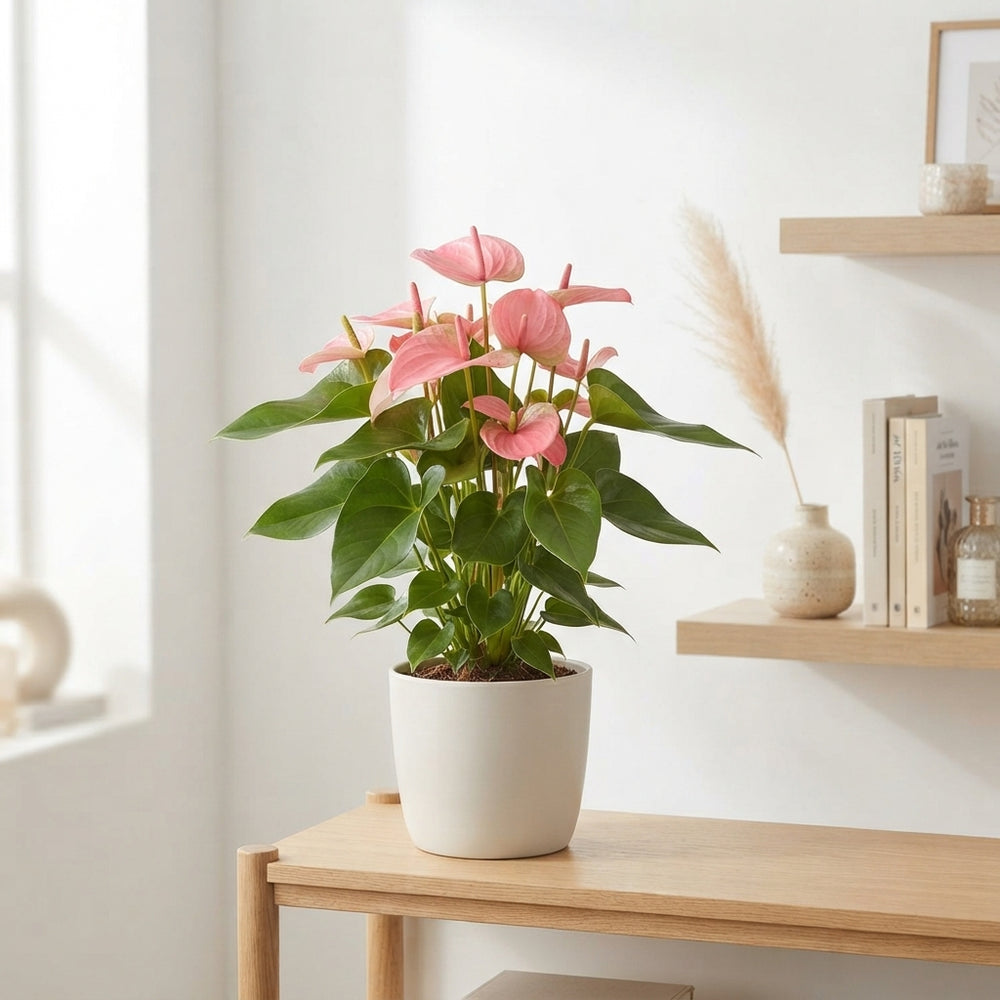 Pink Anthurium ‘Pink Champion’ – 14cm Pot