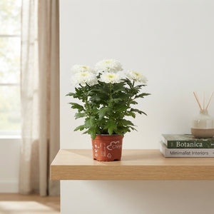 White Chrysanthemum ‘Zembla’ – 15cm Pot