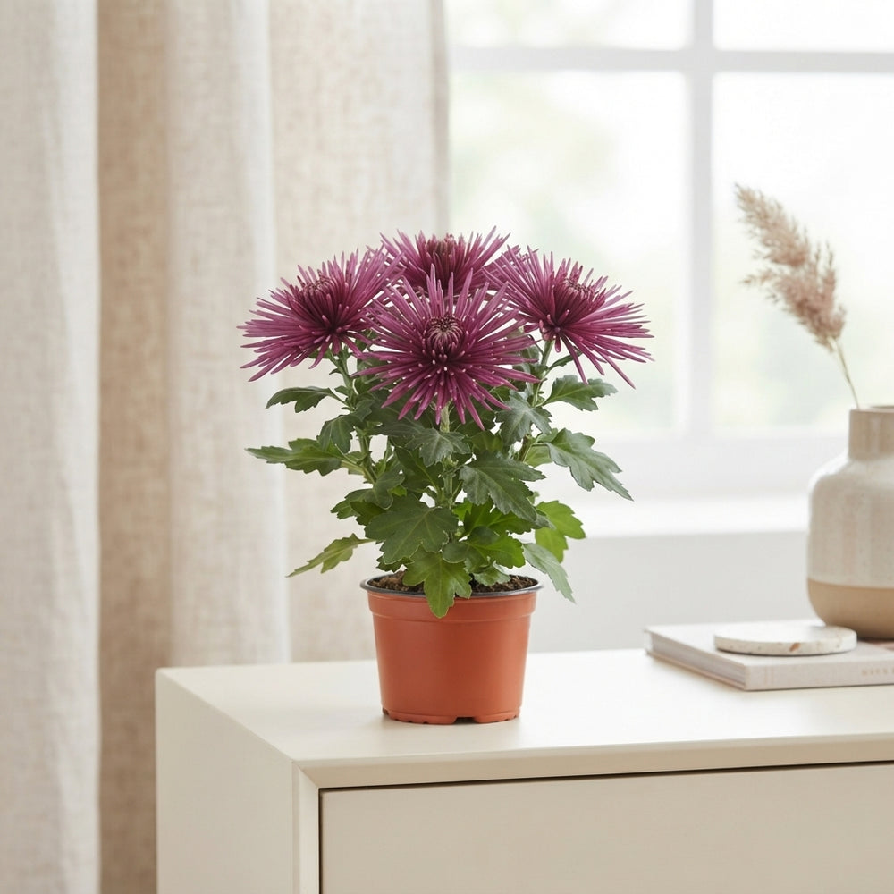 Anastasia Lilac Chrysanthemum – 12cm Pot