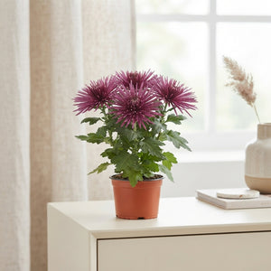 Anastasia Lilac Chrysanthemum – 12cm Pot