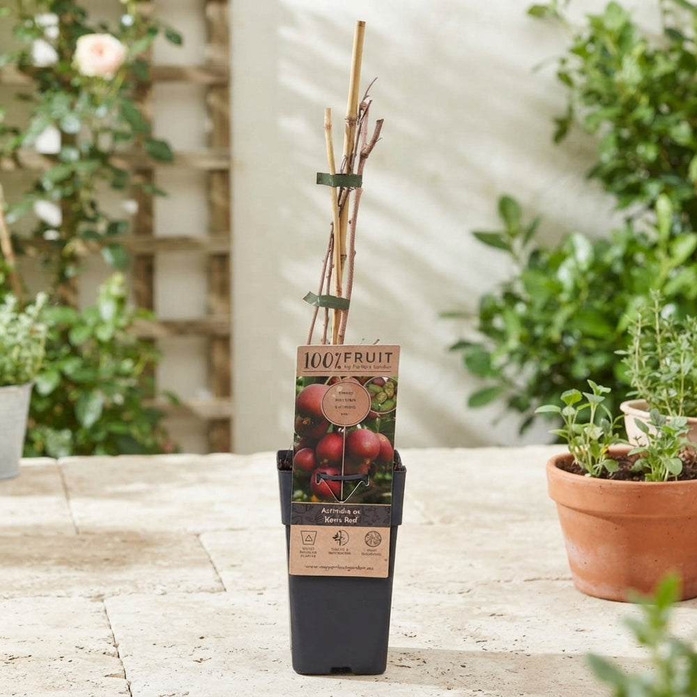 Ken’s Red Hardy Kiwi (Actinidia arguta) – 15cm Pot