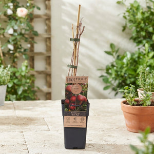 Ken’s Red Hardy Kiwi (Actinidia arguta) – 15cm Pot