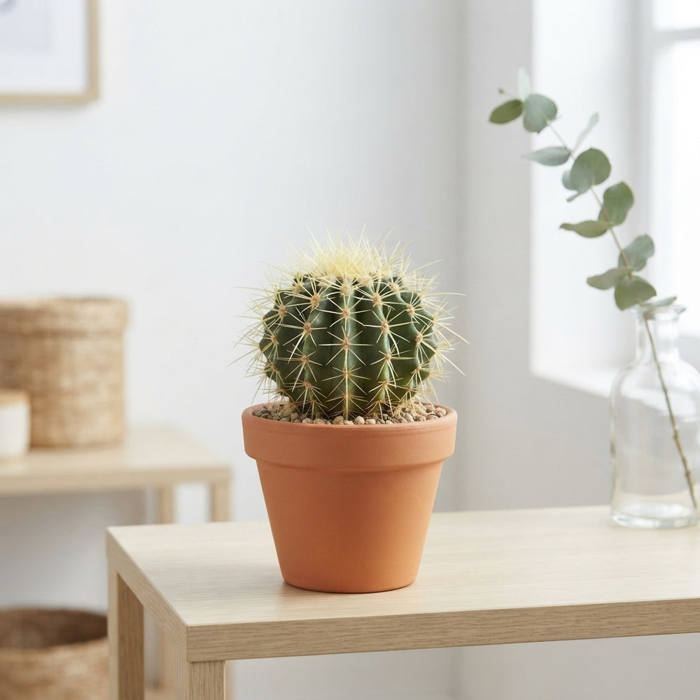 Mixed Cactus Collection – 8.5cm Pot