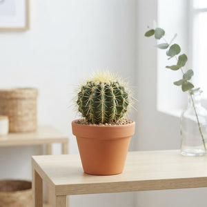 Mixed Cactus Collection – 8.5cm Pot
