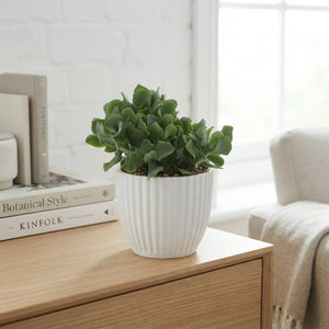 Mixed Succulent Arrangement in Ceramic Pot – 12cm