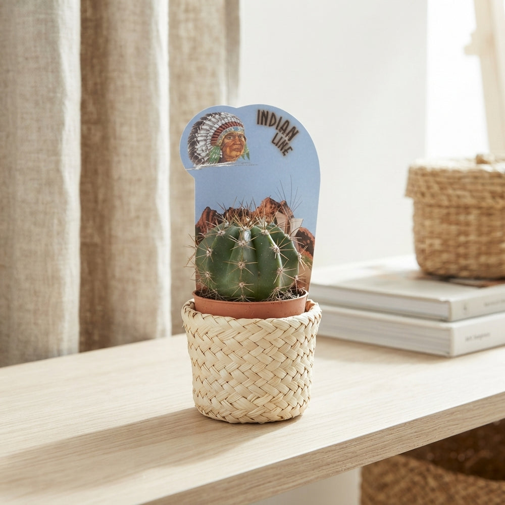 Mixed Cactus Collection – 5.5cm Pot
