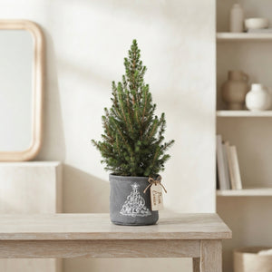 Dwarf Alberta Spruce (Picea glauca ‘Conica’) – 17cm Pot