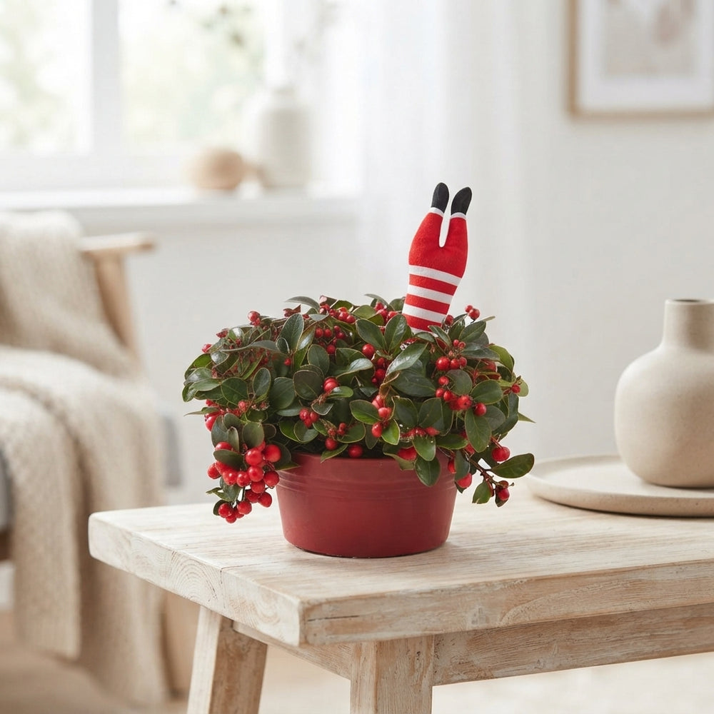 Gaultheria Big Berry with Snowflake Pick – 19cm Pot