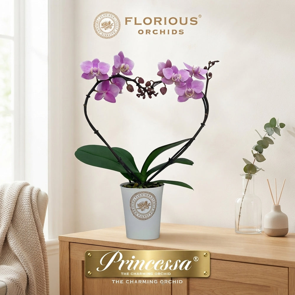 Pink Heart-Shaped Phalaenopsis Orchid – 9cm Pot