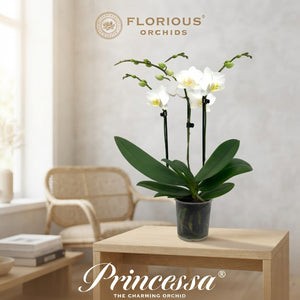 Pink Heart-Shaped Phalaenopsis Orchid – 9cm Pot
