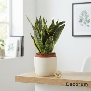 Sansevieria Futura Superba – 12cm Pot