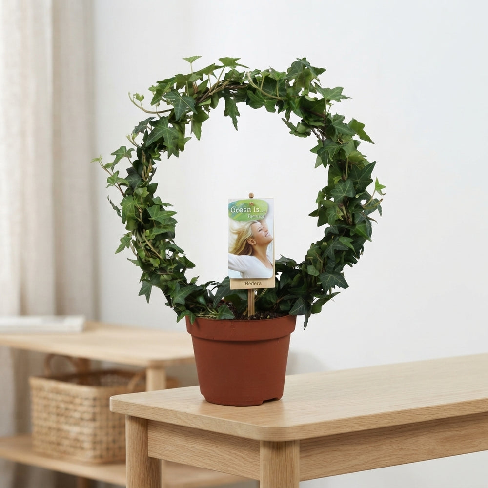 Green Ivy (Hedera helix) – 13cm Pot