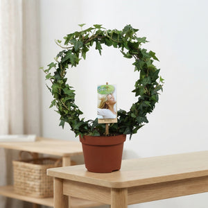 Green Ivy (Hedera helix) – 13cm Pot