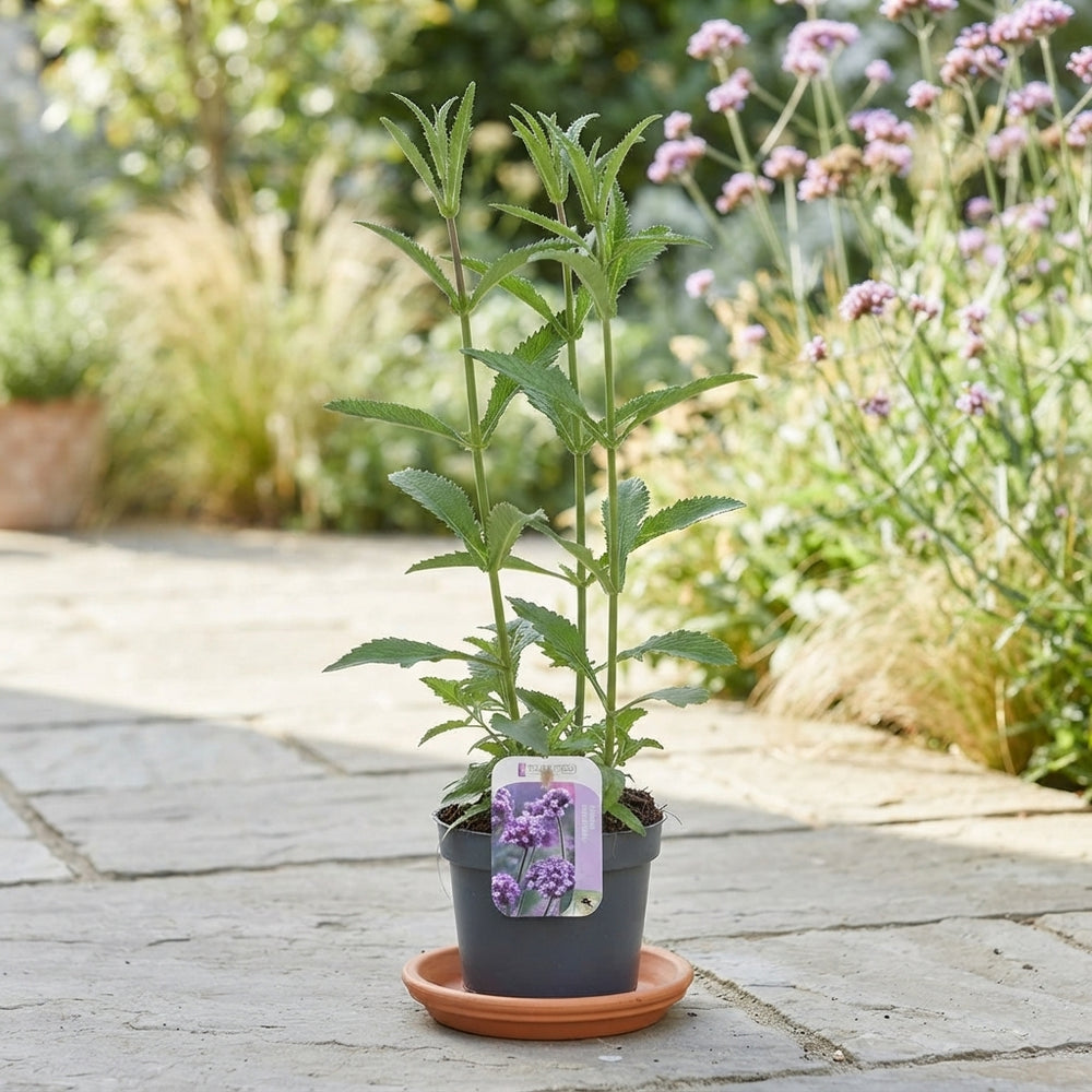 Tall Verbena (Verbena bonariensis) – 13cm Pot