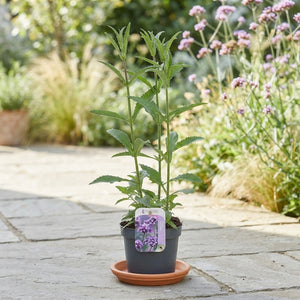 Tall Verbena (Verbena bonariensis) – 13cm Pot