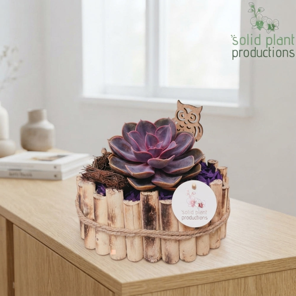 Autumn Purple Plant Arrangement – 30cm Oval Wooden Pot
