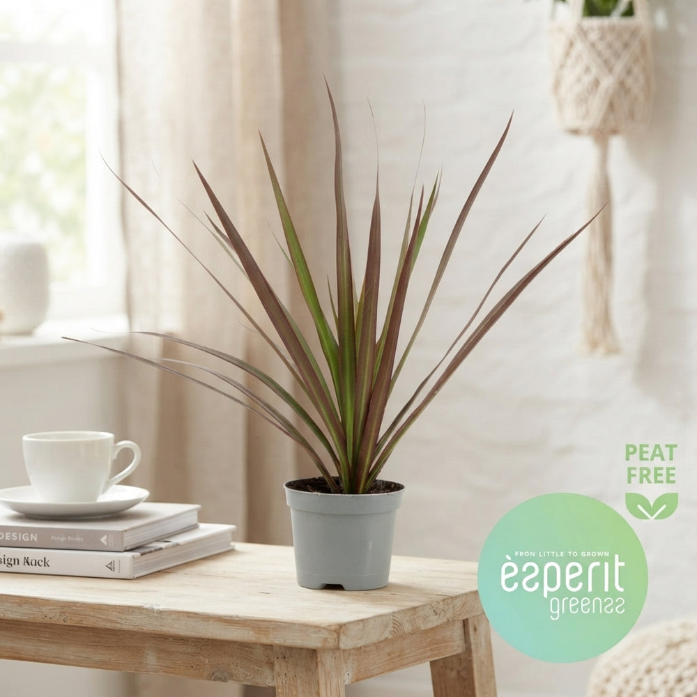 Dracaena Marginata – 8.5cm Pot, 30cm High