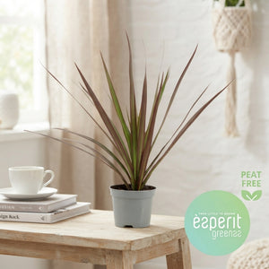 Dracaena Marginata – 8.5cm Pot, 30cm High