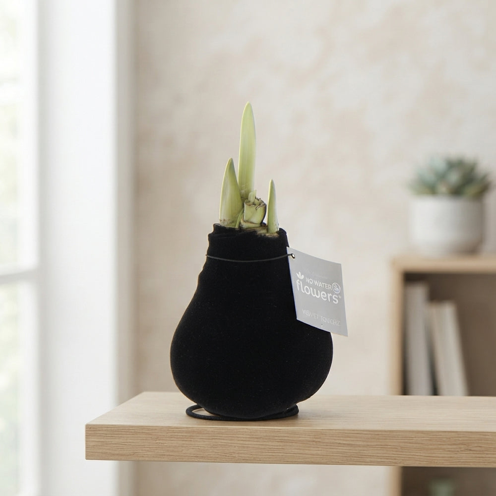 Black Waxed Hippeastrum ‘Velvet Touchz’