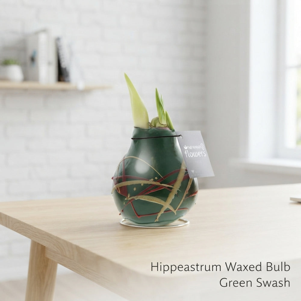 Waxed Hippeastrum ‘Art Munch’ Bulb