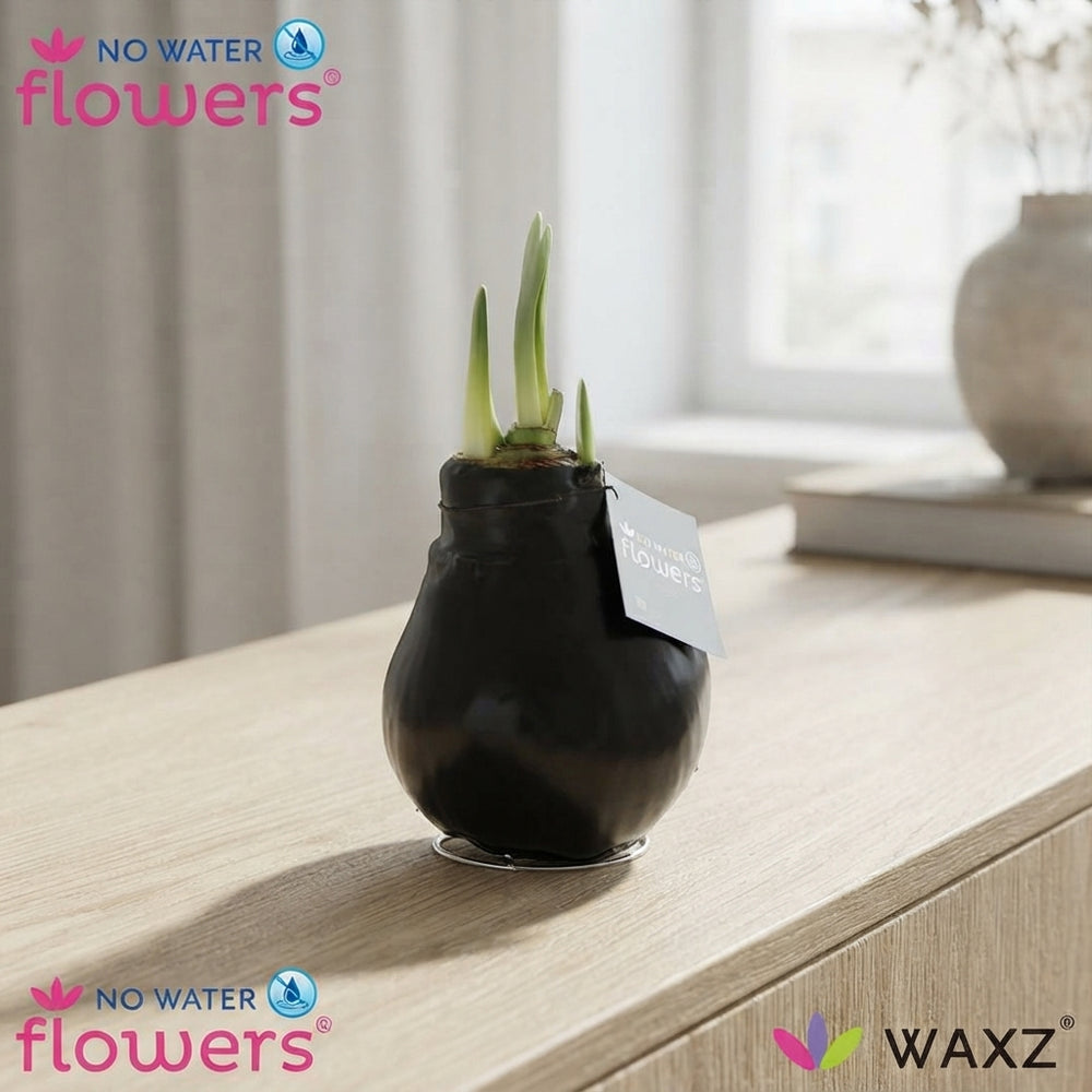 Black Waxed Hippeastrum (Amaryllis) – 2 Stems