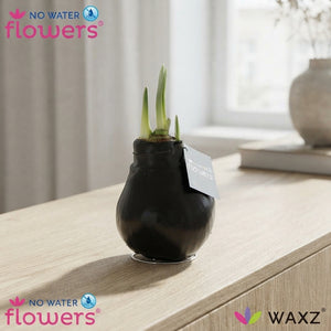 Black Waxed Hippeastrum (Amaryllis) – 2 Stems