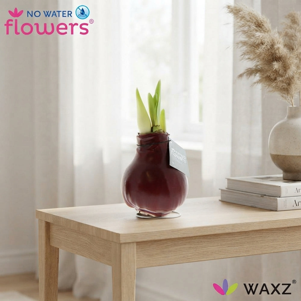 Mixed Waxed Hippeastrum (Amaryllis) Bulb – 2 Stems