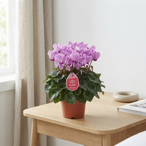 Lilac Persian Cyclamen (Cyclamen persicum) – 13cm Pot