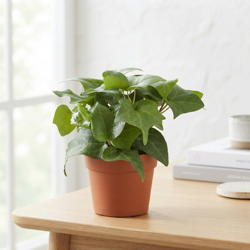Green Heartleaf Ivy (Hedera helix) – 9cm Pot