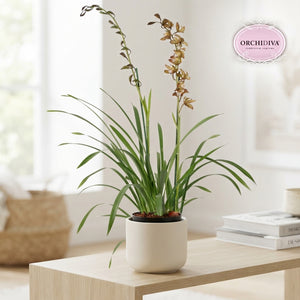 Brown Cymbidium Orchid – 14cm Pot, 85cm Tall