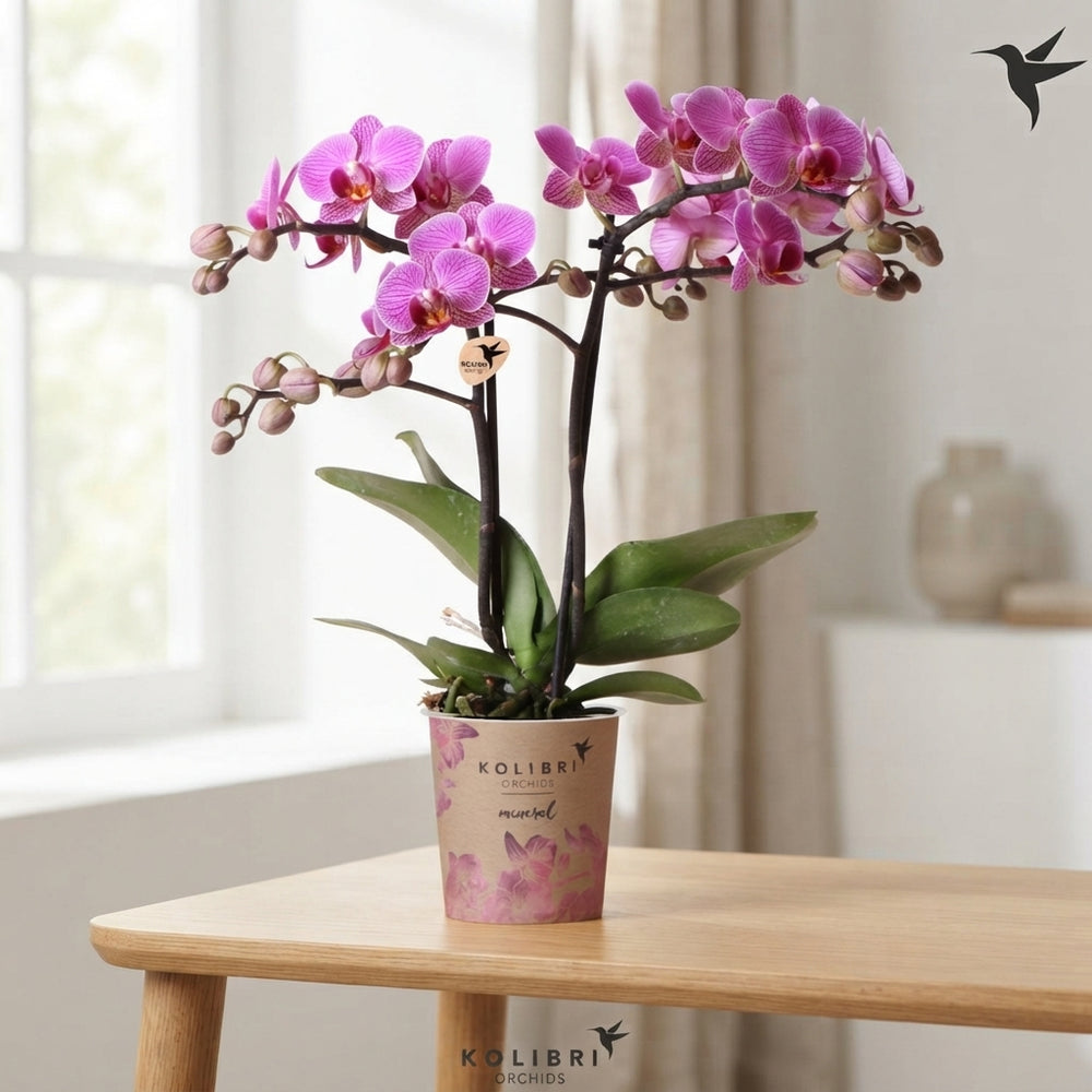 Purple Phalaenopsis Orchid (2 Stem) – 9cm Pot