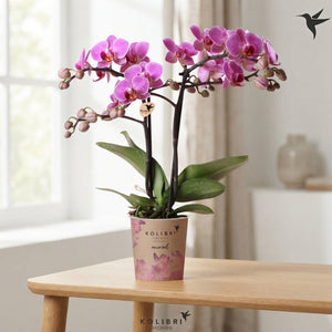 Purple Phalaenopsis Orchid (2 Stem) – 9cm Pot