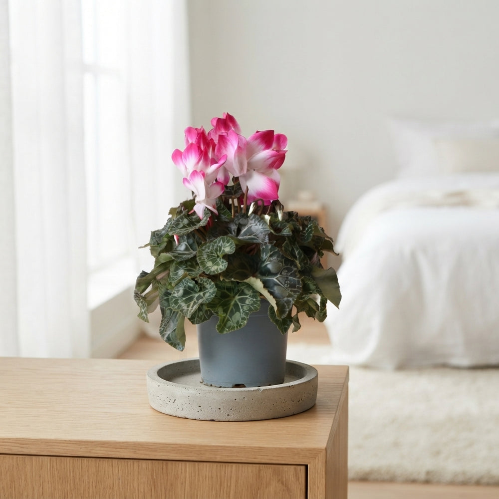Fuchsia Cyclamen (Cyclamen persicum) – 12cm Pot