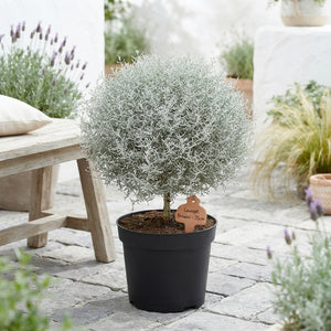 Cushion Bush (Leucophyta brownii) – 30cm Pot