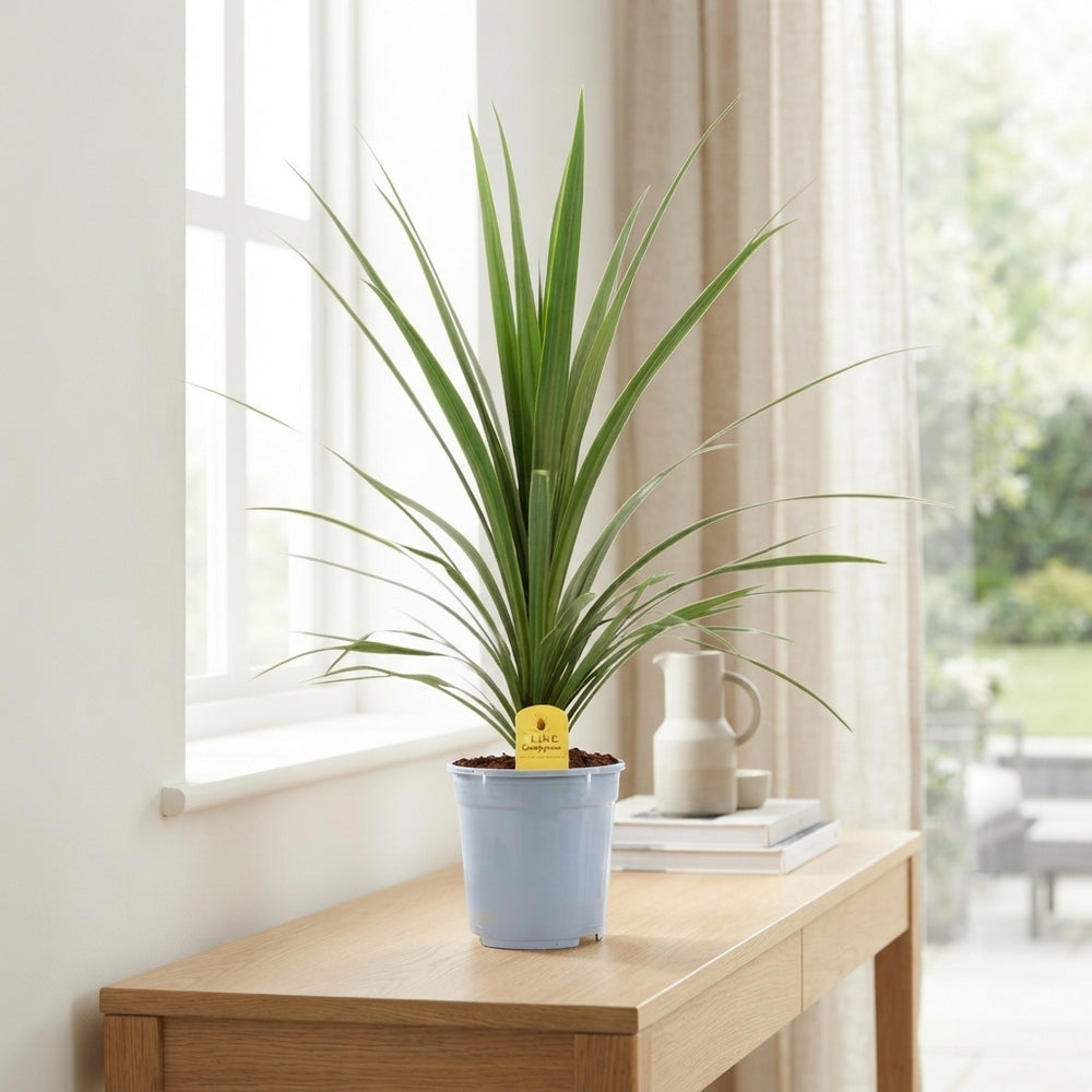 Cordyline australis ‘Verde’ – 21cm Pot, 90cm