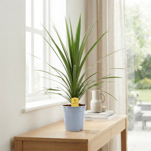 Cordyline australis ‘Verde’ – 21cm Pot, 90cm